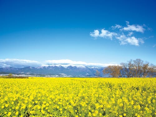 菜の花と比良山