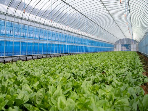 収穫が間に合うように、区画をいくつかに分けて順にホウレンソウの種をまいていく