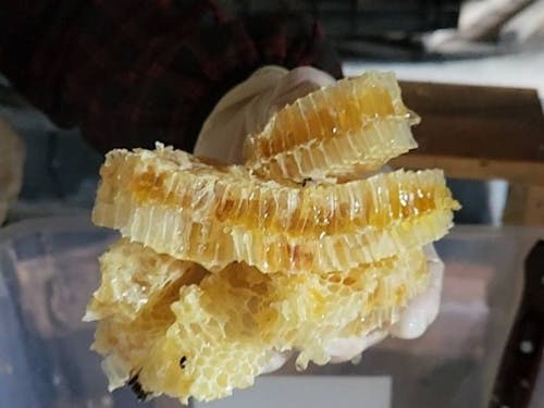 地元の人の好意ではちみつ採りを体験