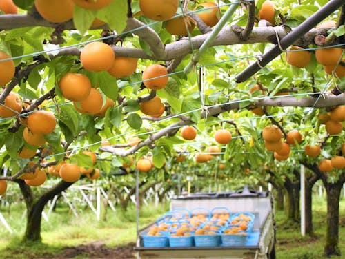 活動には就農などのサポートも。