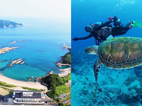 土佐清水市　竜串湾とSATOUMI　　　　大月町　栢島でのダイビング