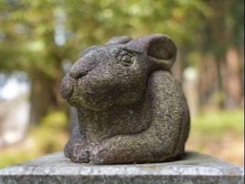 狛犬でなく、こまうさぎ。