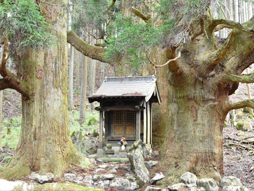 保月の地蔵杉、薩摩杉