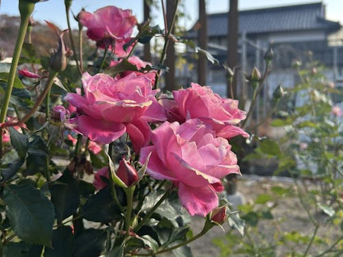 高知から一緒に移住したバラたち