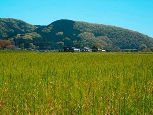 有機農業が盛んな小川町