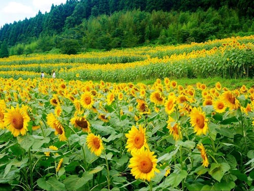 海・山・川が身近にあるまち。