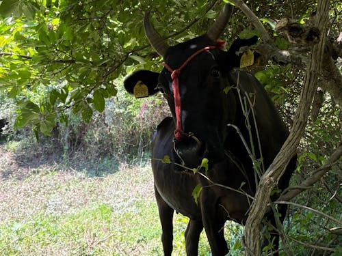 仕事中に牛さんと出会うのも島前ならではの光景です