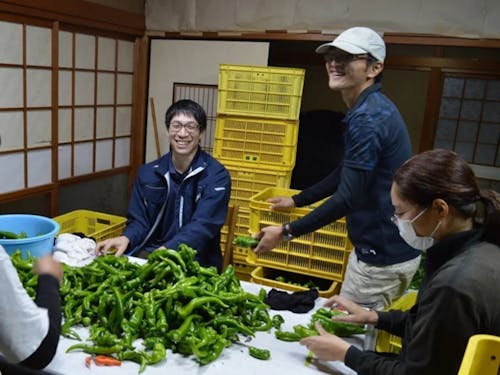 万願寺とうがらしの選別作業の様子。和やかな雰囲気で作業されていました。