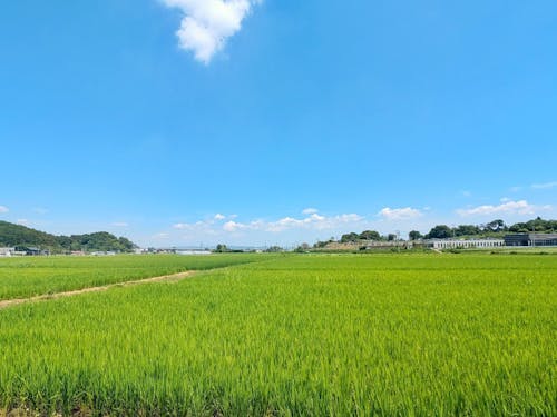 夏は緑が一面に広がり、この季節は稲が揺れ風の流れが見える
