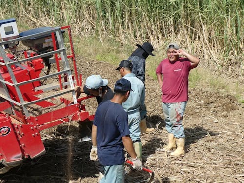 さとうきび作業風景