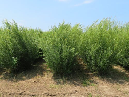 宝達志水町では花木の生産出荷もあり。