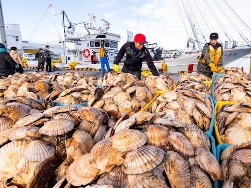 視界を埋める黄金のホタテ。荒波と戦う漁師の物語が、この一粒に詰まっています。