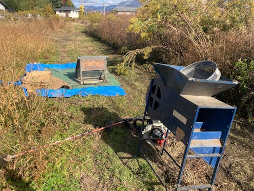 唐箕と足踏み脱穀機でそばの実の状態に