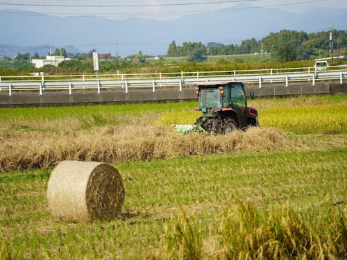 今新の稲刈りの様子