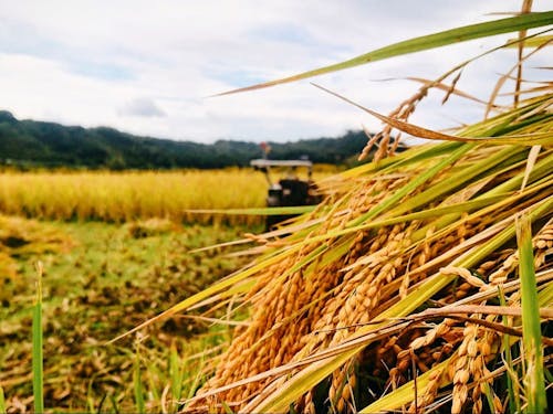 ゲスト撮影_実った稲穂