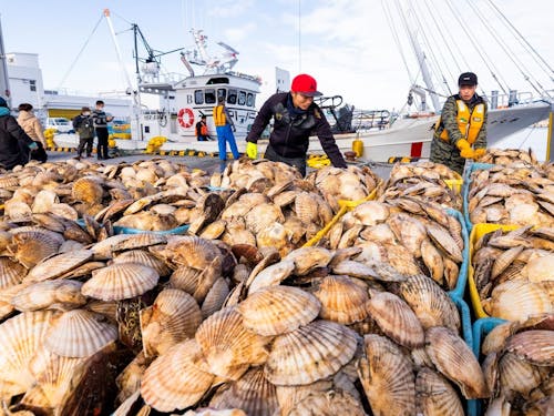 野付の海が育む「海の宝物」。かごいっぱいのホタテは、鮮度もボリュームも満点です。