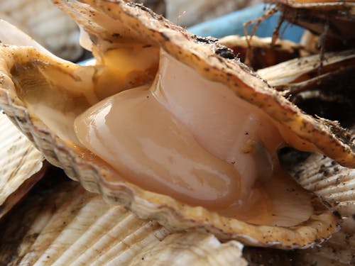 旨みが凝縮したホタテ。別海でしか味わえない、ぷりぷりで甘い贅沢を堪能しませんか？