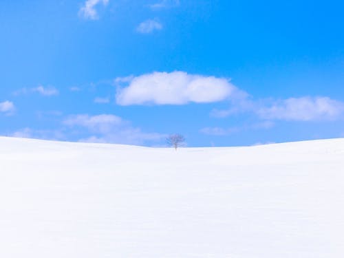 静寂に包まれる冬の牧場。雪原を独り占めするような、贅沢な感動を味わえます。