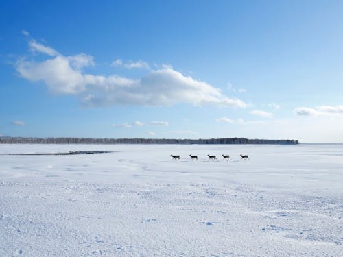 晴天のゲレンデを、鹿の家族がのんびりとお散歩。こんな風景が身近にあります。
