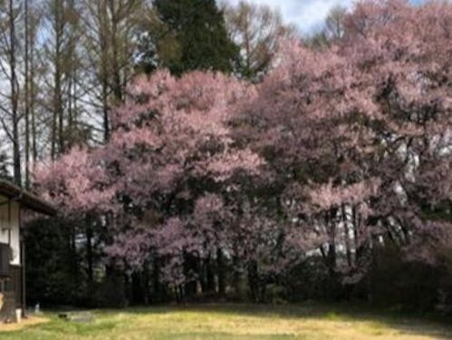 庭の裏手には桜があり、四季を楽します