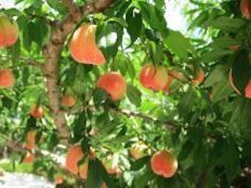 おいしさ、生産量が日本一 山梨県はフルーツ王国