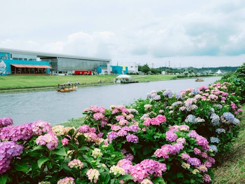 道の駅多古あじさい館と栗山川沿いに咲き乱れる町の花「あじさい」