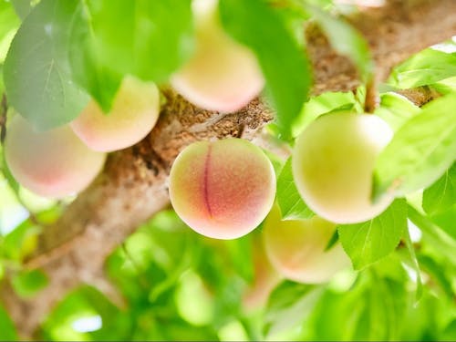 生産量全国No.1のハニーローザ