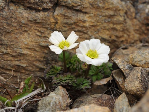アポイ岳には固有種である「ヒダカソウ」をはじめ、多くの高山植物が生育しています。