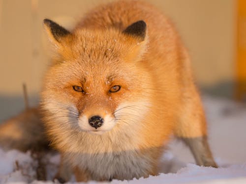 キタキツネやエゾシカなどは、毛の生え代わりでも四季の移ろいを知らせてくれます。