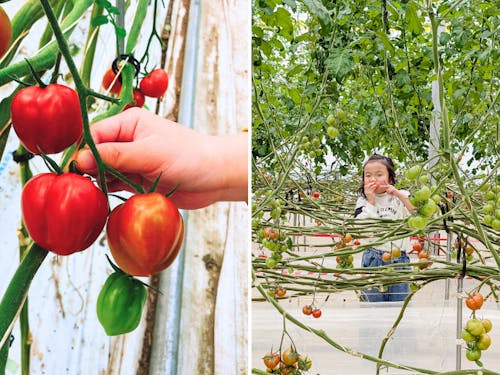 子どもも大好き!よしよし畑さんの甘ぁ~いトマト