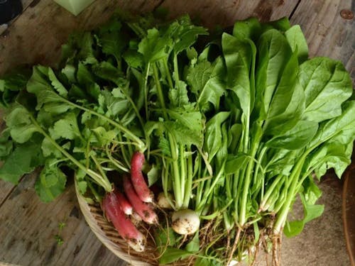 自分に家の庭で家庭菜園。