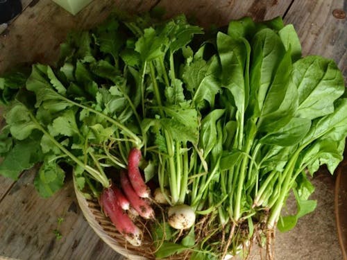 自分に家の庭で家庭菜園。