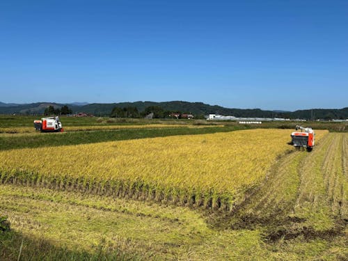 いたるところで見られる広大な稲田