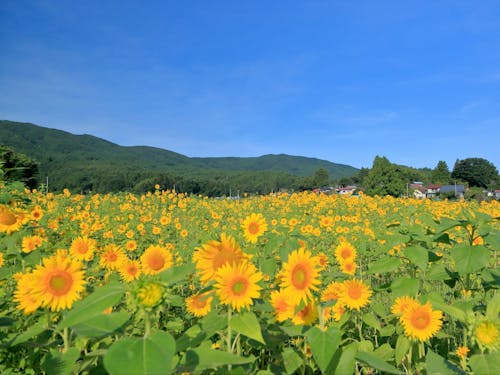 田村市の風景4