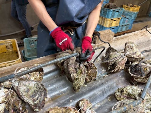 牡蠣の作業