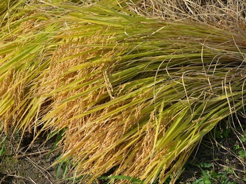 特産物の伊賀米