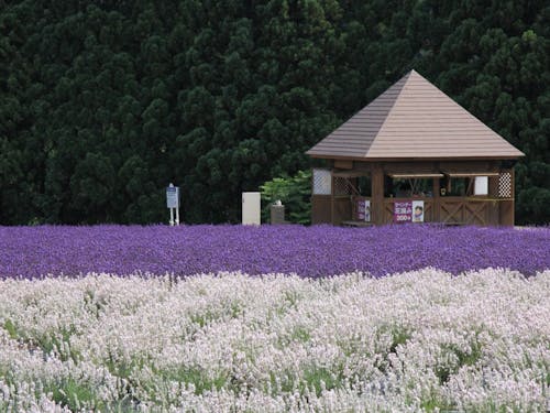 紫と白のコントラストが珍しいラベンダー園です