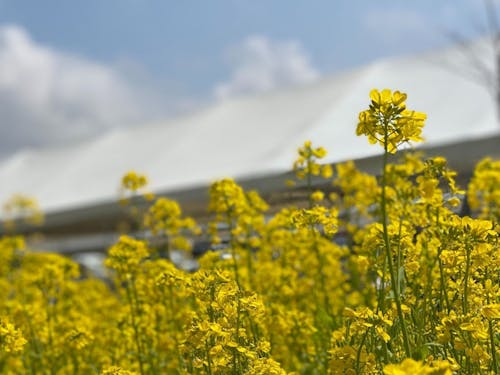 桜と一緒に菜の花も咲いて季節を感じられます！