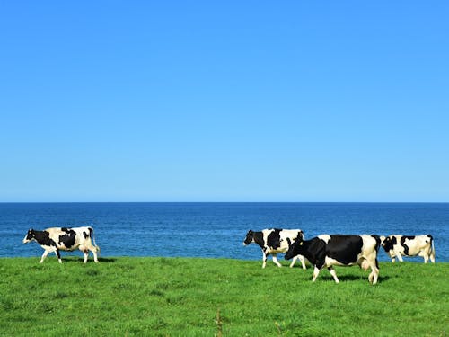 オホーツク海の青と牧草地の緑。雄武町は漁業も酪農業も盛んです。