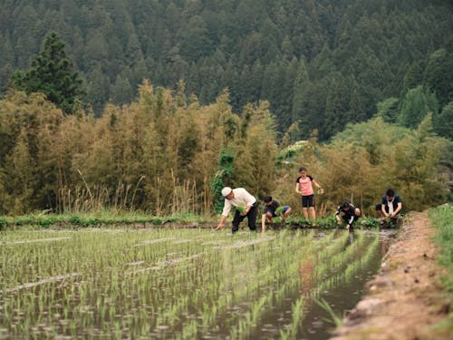 地域の農家と連携した米作りの授業