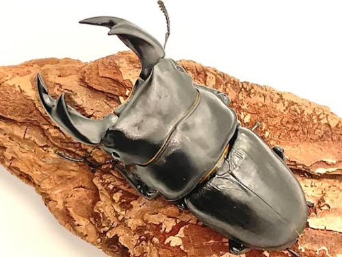 昆虫ブリーディング