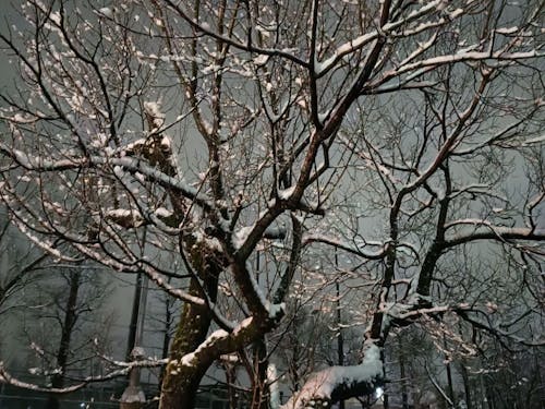 12月には当たり前に雪が降る、北陸・高岡の冬