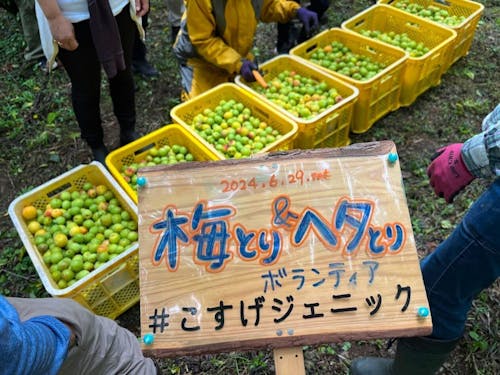 梅採りボランティア