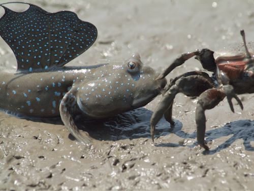 干潟の生き物、ムツゴロウ(左)とシオマネキ(右)。