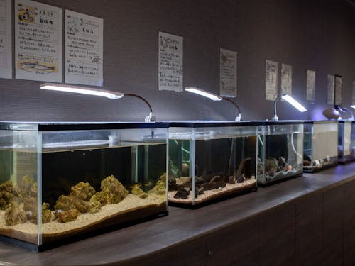 ミニ水族館の展示スペース