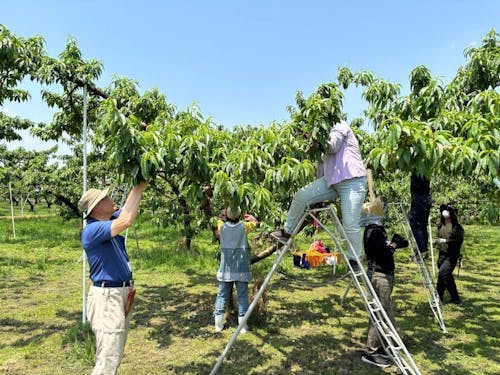 摘果技術指導風景