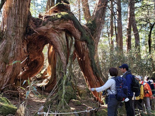 根下がりヒノキ(白髪山)
