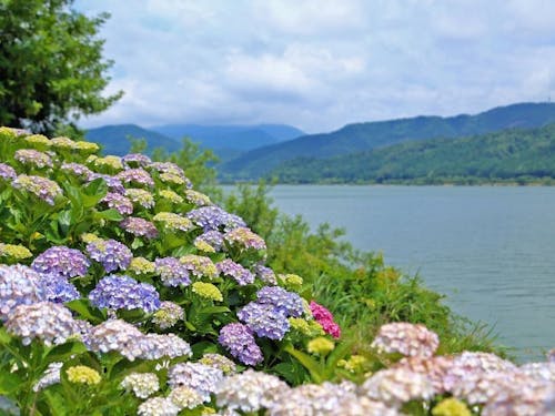 長浜市最大の湖「余呉湖」