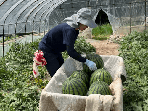 スイカ農家のお手伝い