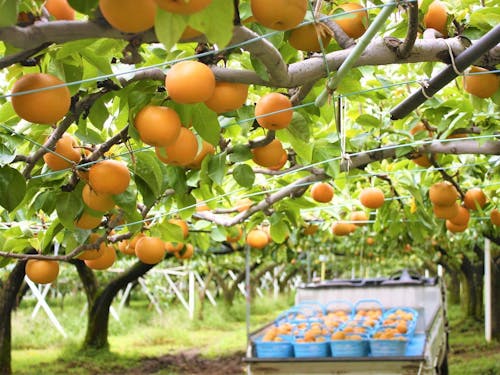 そんな町に、梨農家を目指す新規就農者が集まりつつある。